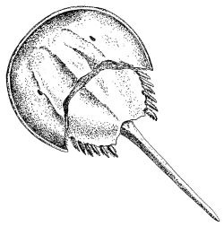 Horseshoe crab