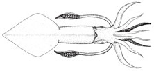 Longfin Inshore Squid