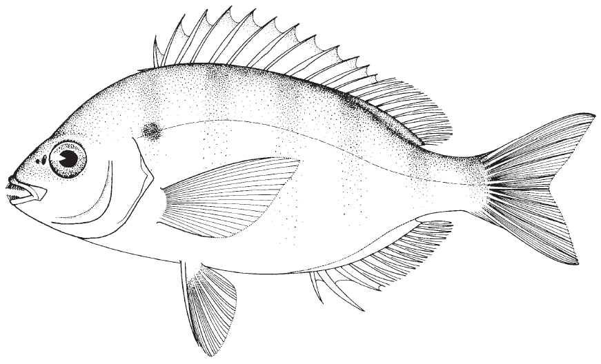 Pinfish