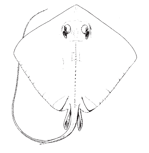 Southern stingray