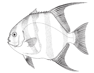 Atlantic spadefish