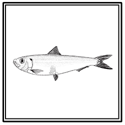 Spanish Sardine