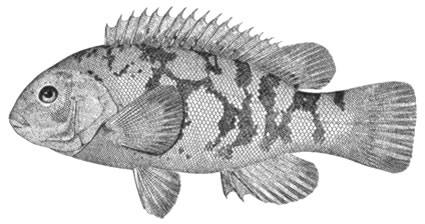 Tautog