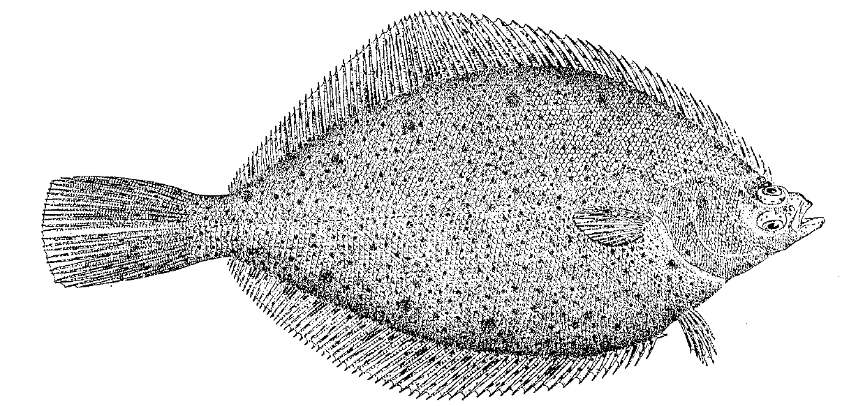 Yellowtail flounder